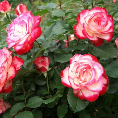 Фотка розы Юбилей принца монако в формате jpg