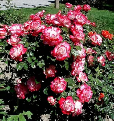 Изображение розы Юбилей принца монако в формате webp