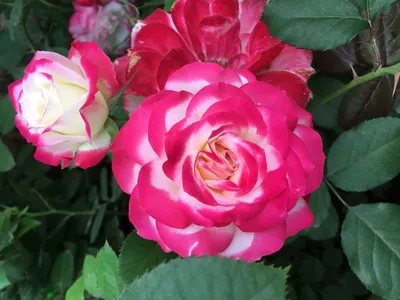 Роза юбилей принца монако: изображение в png формате