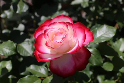 Изображение розы Юбилей принца монако для скачивания в формате jpg