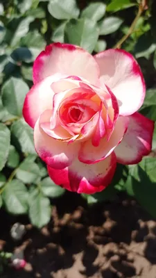 Роза юбилей принца монако: изображение в png формате