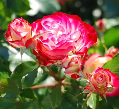 Изображение розы Юбилей принца монако для скачивания в формате png