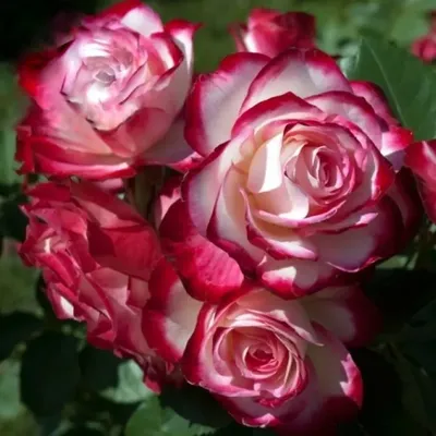Фото розы Юбилей принца монако в высоком разрешении