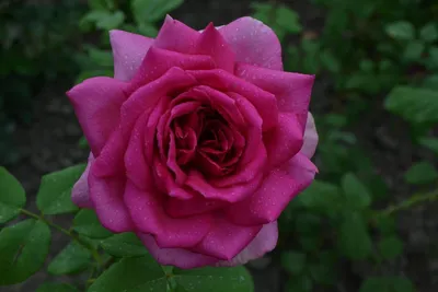 Фотография цветка Розы Юрианда: возможность выбора размеров и форматов для скачивания