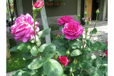 Красота Розы Юрианда: выберите формат и размер фото для скачивания