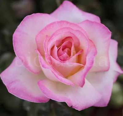 Цветок Розы Юрианда: скачайте фото разных размеров в популярных форматах