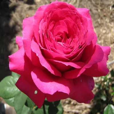 Изображение красивой Розы Юрианда: скачайте фото в формате, удобном для вас