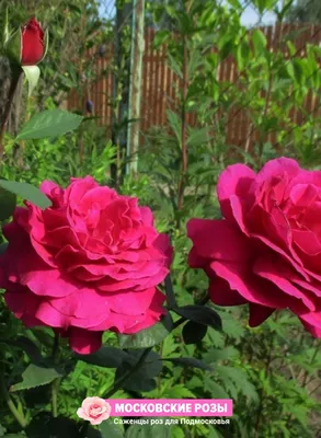 Фотка прекрасной Розы Юрианда: выберите формат и размер фотографии для скачивания