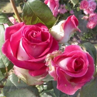 Изображение розы Юрианда: скачайте фото в формате, удобном для вас