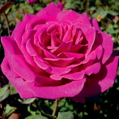 Фото цветка Розы Юрианда: возможность выбора размеров и форматов для скачивания