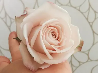 Фотка розы, идеальная для использования в дизайне