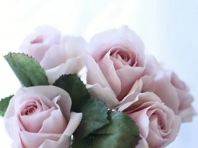 Фотка розы с гармоничным сочетанием цветов