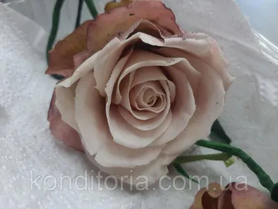 Фотография розы с прекрасной детализацией