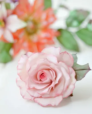 Близкий план фотографии розы с крупными лепестками
