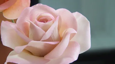 Фото розы с широкой гаммой цветов