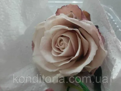 Привлекательная картинка розы с использованием фильтров