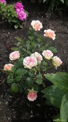 Впечатляющее изображение розы изис в формате webp