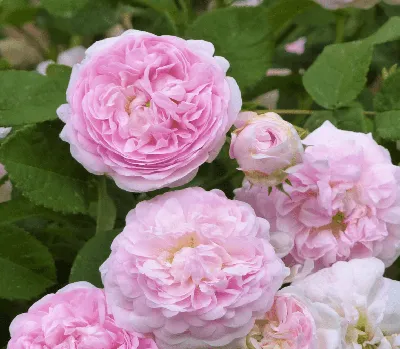 Красочная картинка розы изис в формате webp