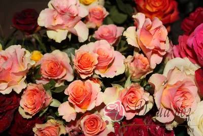 Красивая картинка розы изис в формате webp