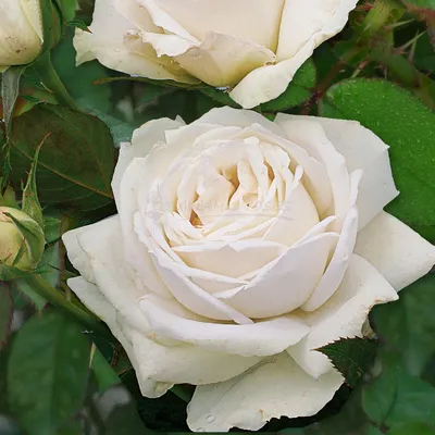 Изысканное изображение розы изис в png