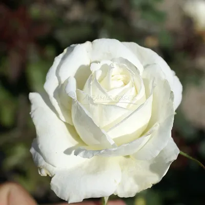 Фотография, показывающая изящество розы изис, для скачивания