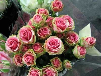 Фото с захватывающей красотой розы изис в jpg