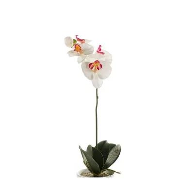 Фото, передающее нежность розы изис, в формате webp