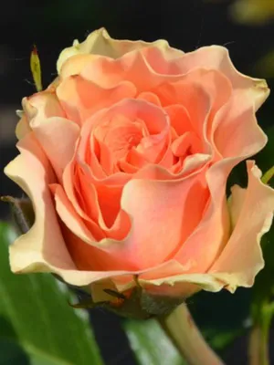 Романтическое изображение Роза изис в png
