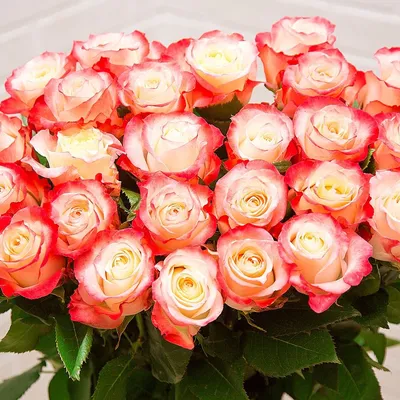 Роза кабаре во всей своей красе - фотография с высоким разрешением