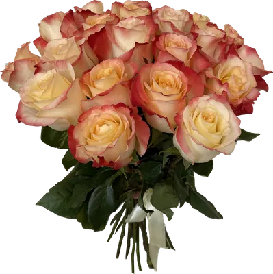 Фото розы кабаре: нежная красота и утонченность в одном