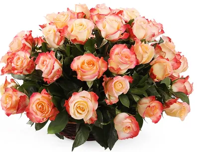 Изумительная роза кабаре - фотография с прекрасным детализацией