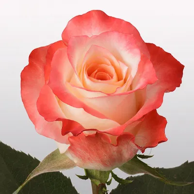 Изысканная роза кабаре - качественная фотография в формате png