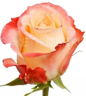 Фотка розы кабаре: цветочная аристократия в каждом пикселе