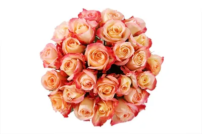 Большое фото розы кабаре: глубина красок и аромат природы