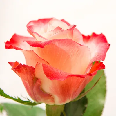 Роза кабаре на фото: лепестки, словно из нежного бархата