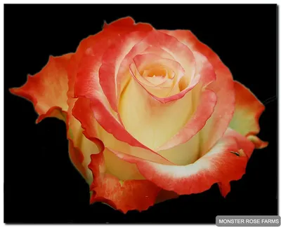 Искусство природы: красота розы кабаре на фотографии высокого качества