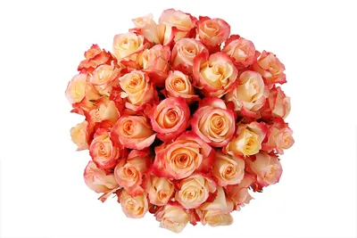Фото розы кабаре: капризная красавица в объективе камеры