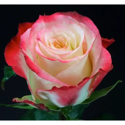Роза кабаре - фотография выдающейся красоты и шарма