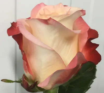Изображение розы кабаре: цветовой фейерверк на фотографии