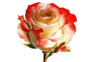 Бархатная роза кабаре - фото, которое оставит вас безумно восхищенными
