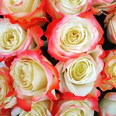 Фотография розы кабаре: искрящиеся капли на нежных лепестках