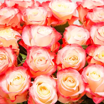 Фотка розы кабарет: большой выбор размеров и форматов для скачивания