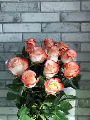 Роза кабарет: изображение для любителей роз в различных вариантах