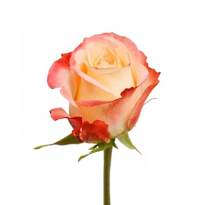 Фото розы кабарет: скачивайте в любом формате и качестве