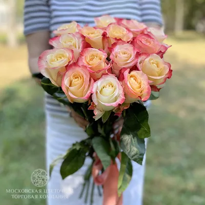 Изображение розы кабарет: красивые фото для скачивания