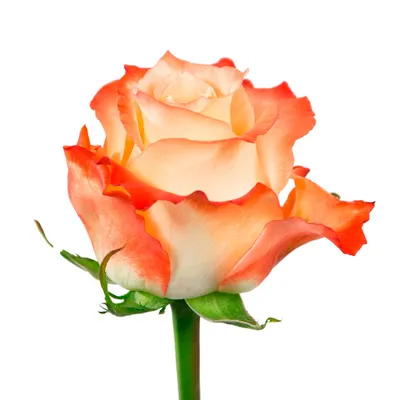 Картинка розы кабарет: выбирайте размер и формат для скачивания