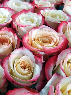 Фотография розы кабарет: большое разнообразие размеров и форматов