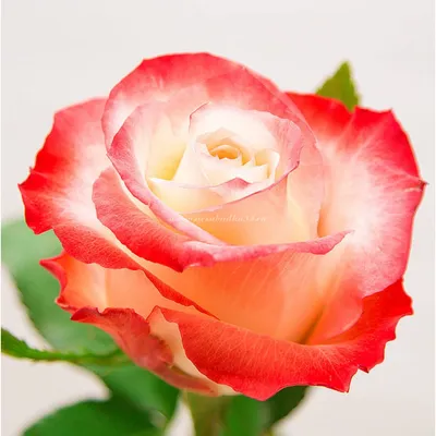 Роза кабарет: изображение высокого качества для скачивания