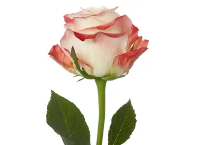 Фото розы кабарет: различные форматы для загрузки и желаемый размер