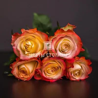 Изображение розы кабарет: качественная фотография для скачивания